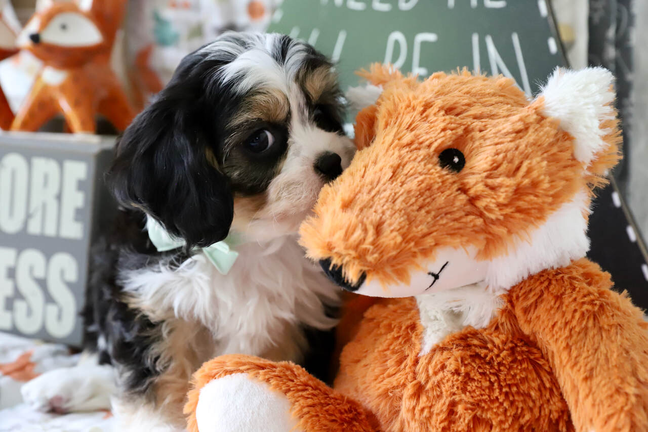 Cavachon Puppy For Sale