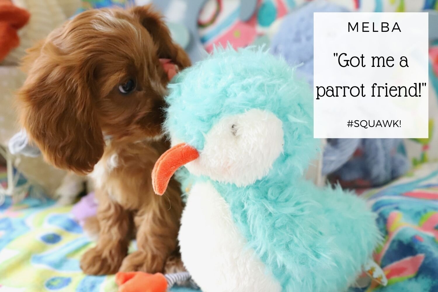 Foxglove Farm Melba "I'm SOLD to Barbara and Frank in PA! Their second Foxglove puppy! 🐶 ❤️ 🐶
