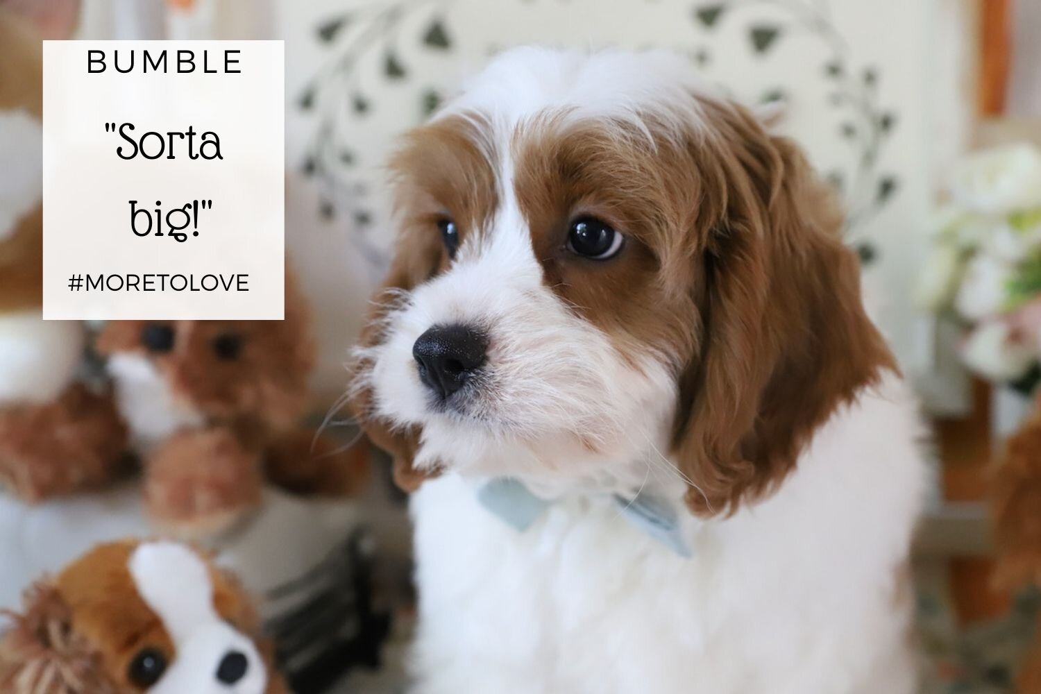 Cavapoo-Puppy-Standard-Size.jpg