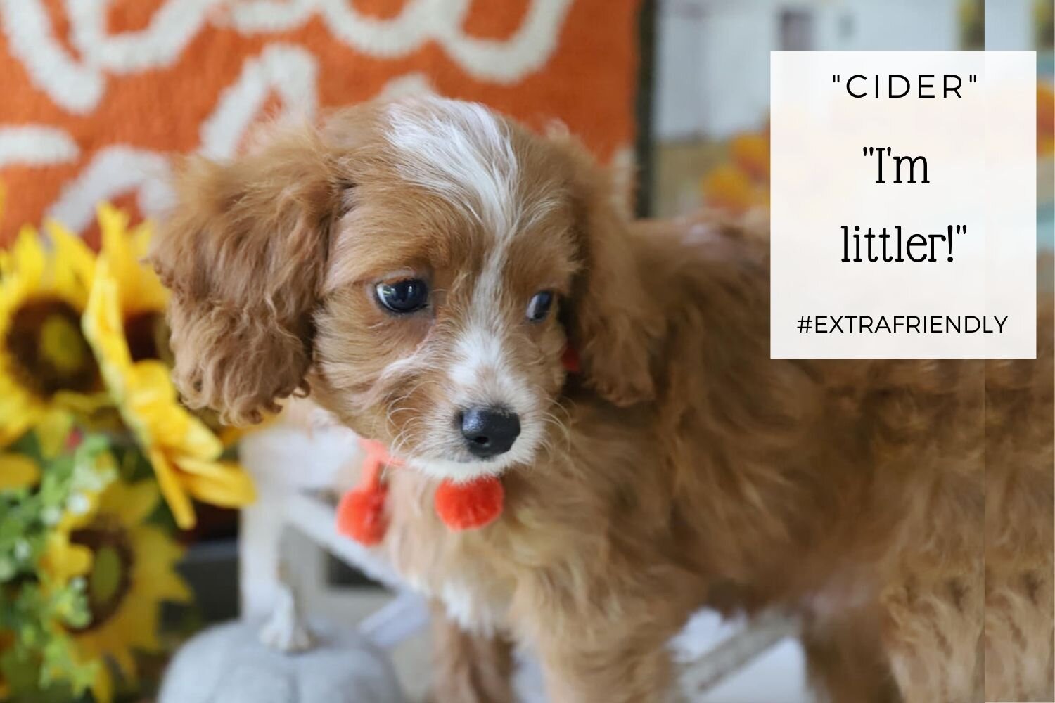 Cavapoo-Ruby-Puppy.jpg