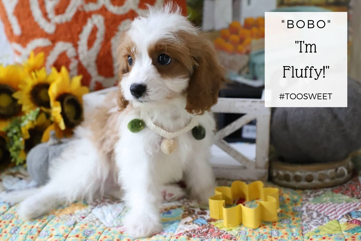 Adorable Cavapoo from Foxglove Farm.jpg