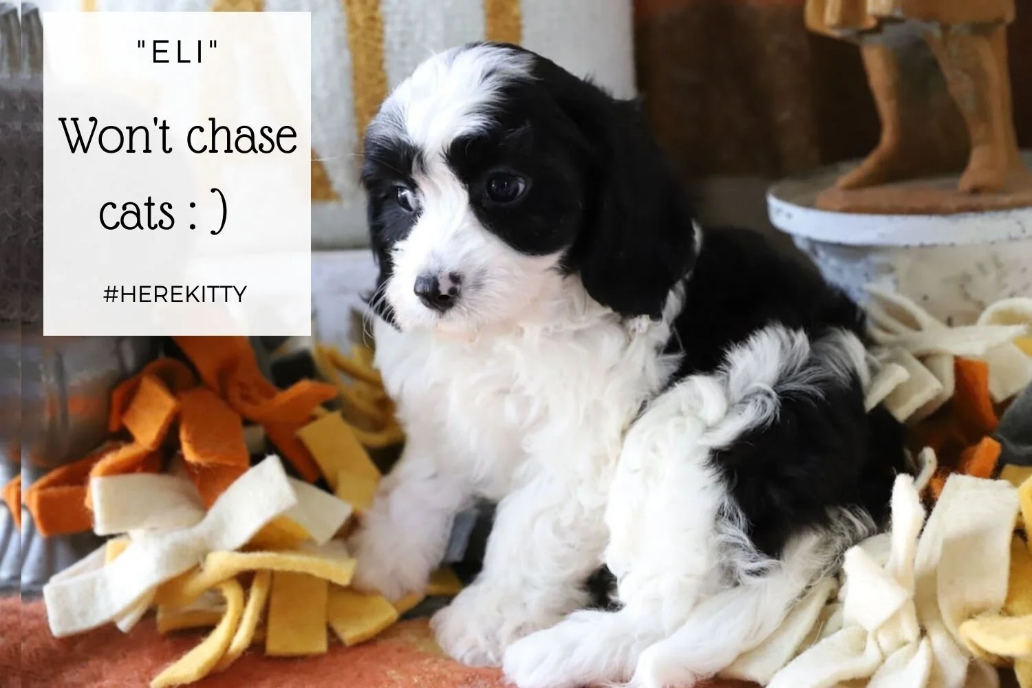 Cavachon-Puppy-Black-and-White.jpg