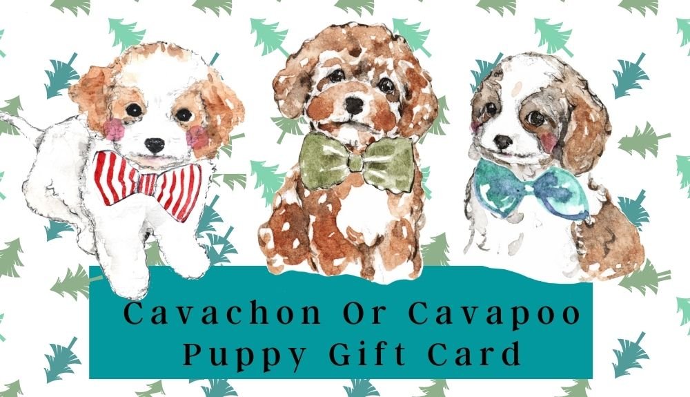 Cavapoo OR Cavachon Puppy Gift Card