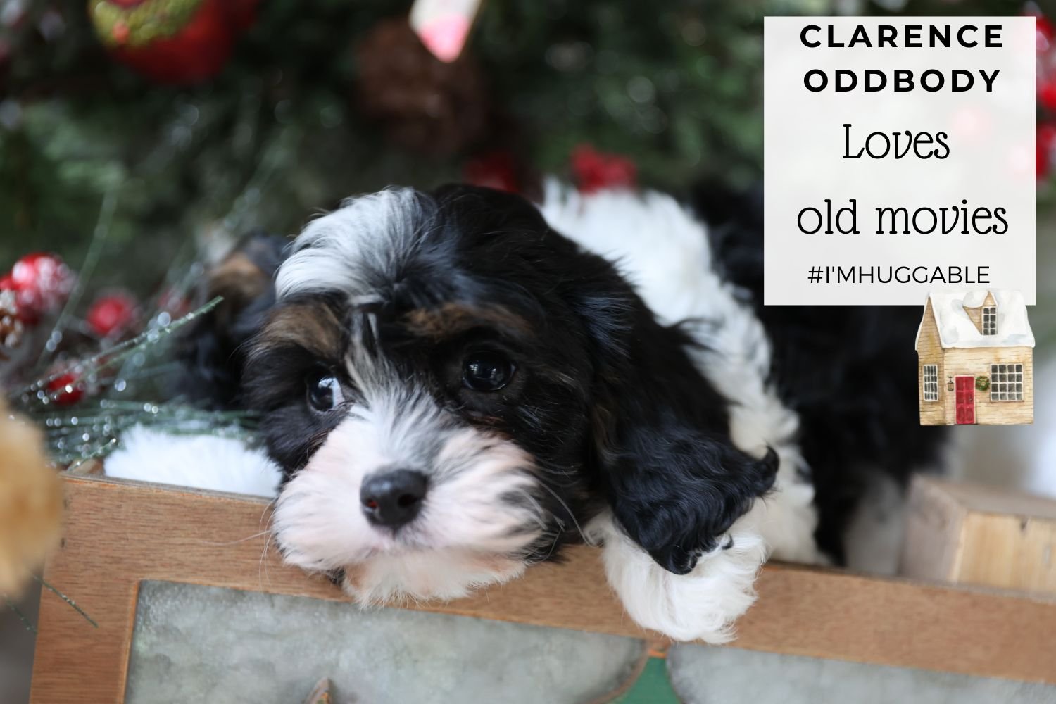 Foxglove Farm Clarence Oddbody "I've found my forever home 🏡 with the Solomon Family in Chicago!"