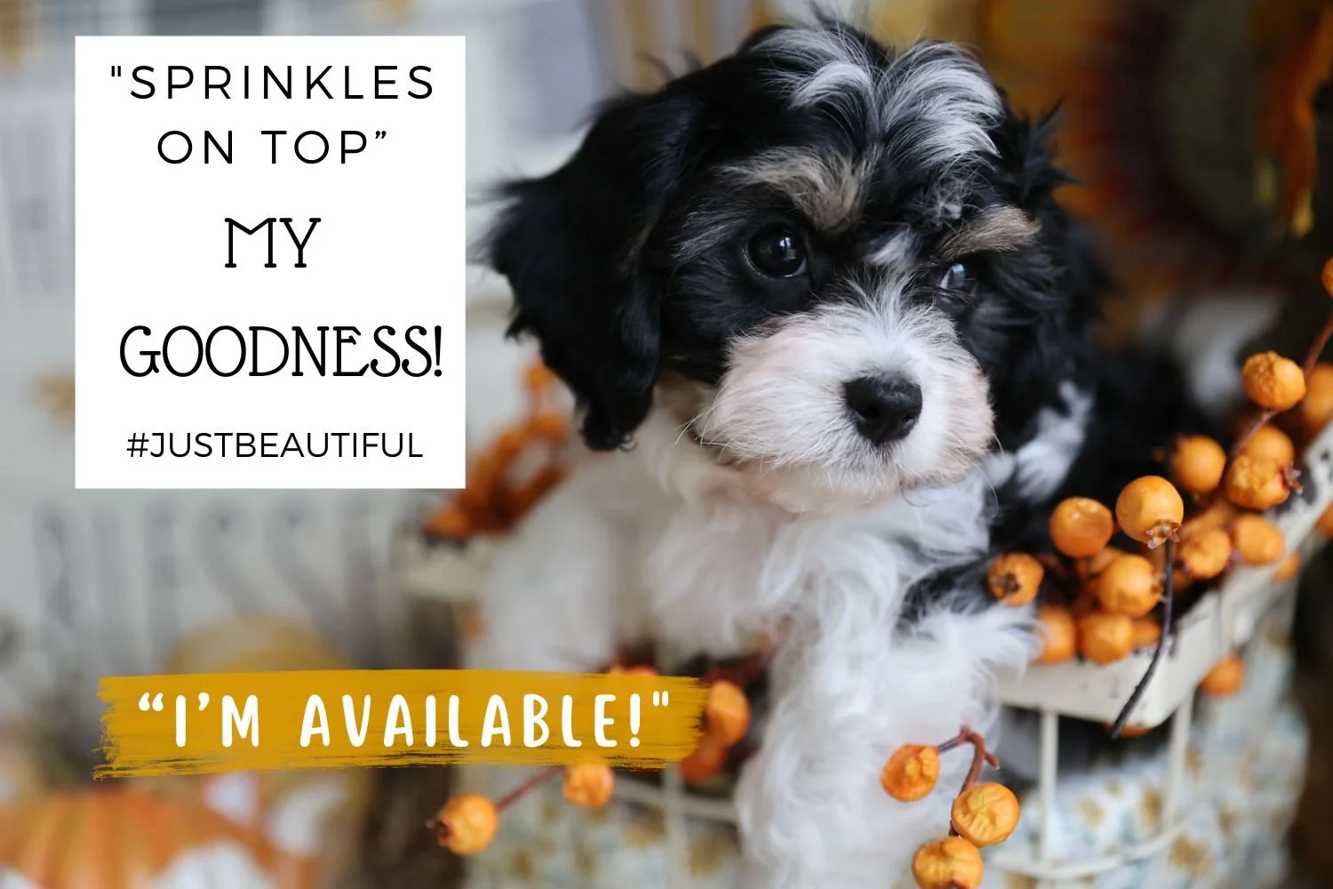 Cavachon Puppies for Sale | Foxglove Farm