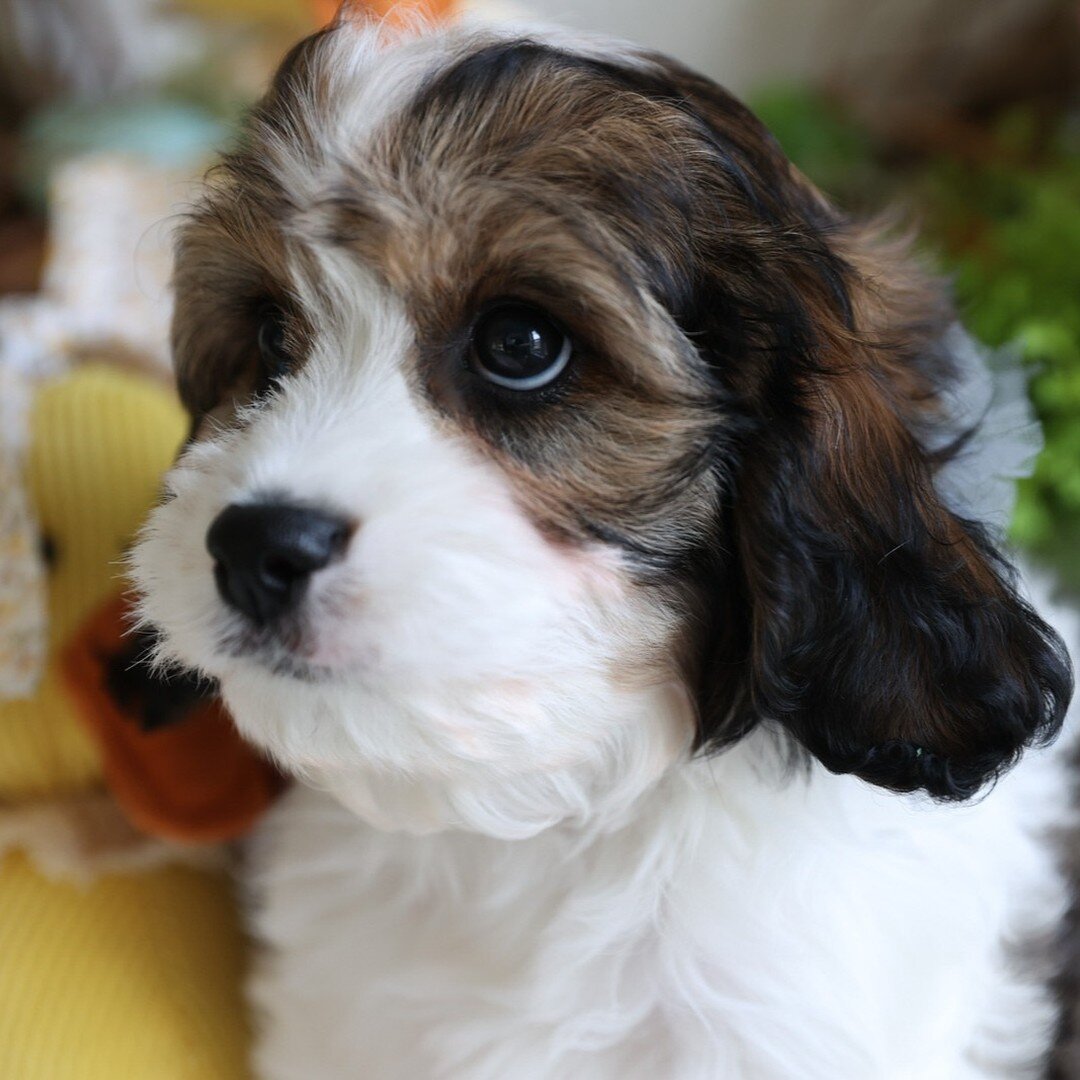 Beautiful Cavachon puppy Foxglove Farm Humphrey is heading to his forever 🏡 in Florida soon; I cannot wait for his new family to meet this extraordinary puppy! 
❤️ 
20 years after raising my first Cavachon, I'm still head over heels in love with thi