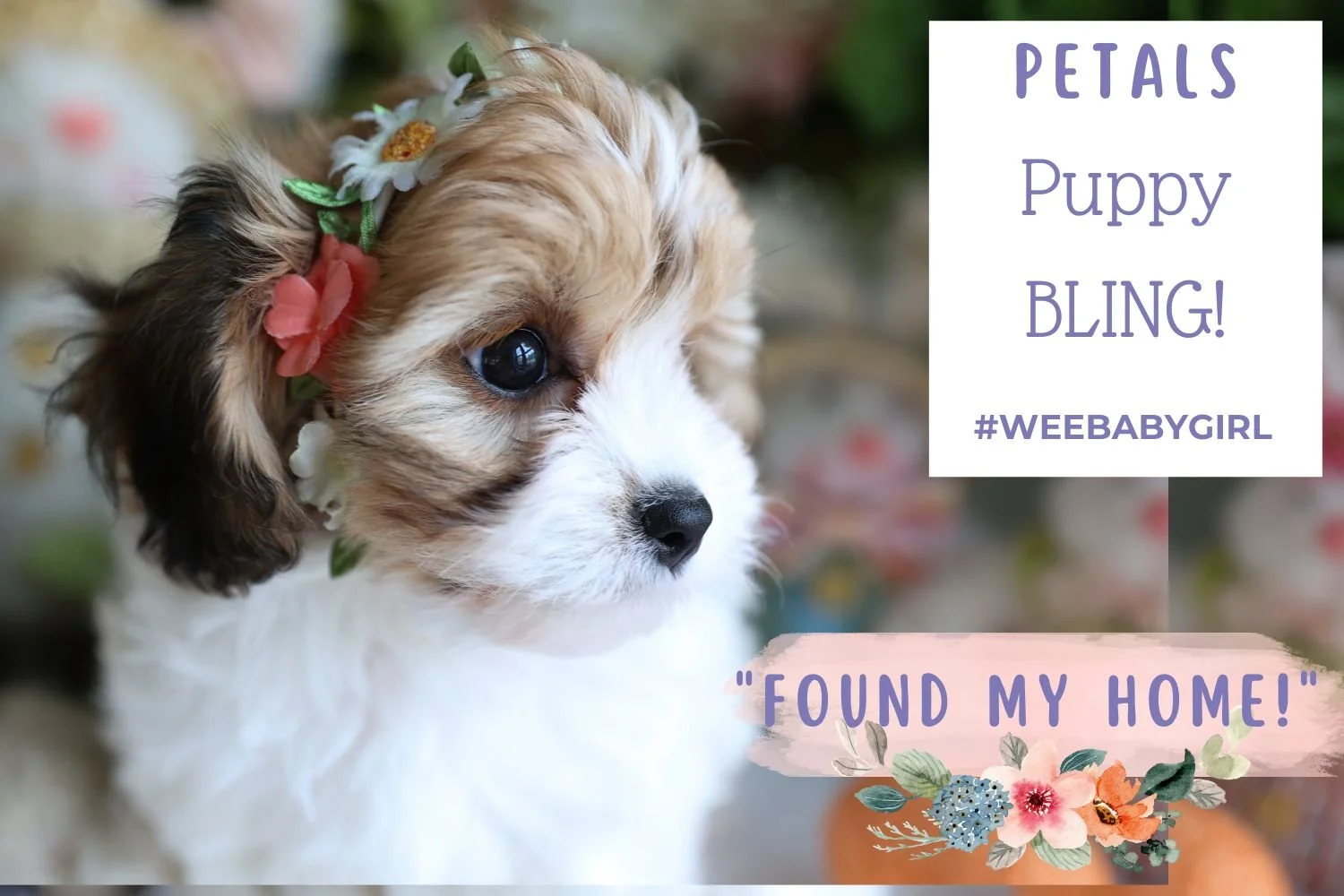 Cavapoo & Cavachon Puppies for Sale | Foxglove Farm