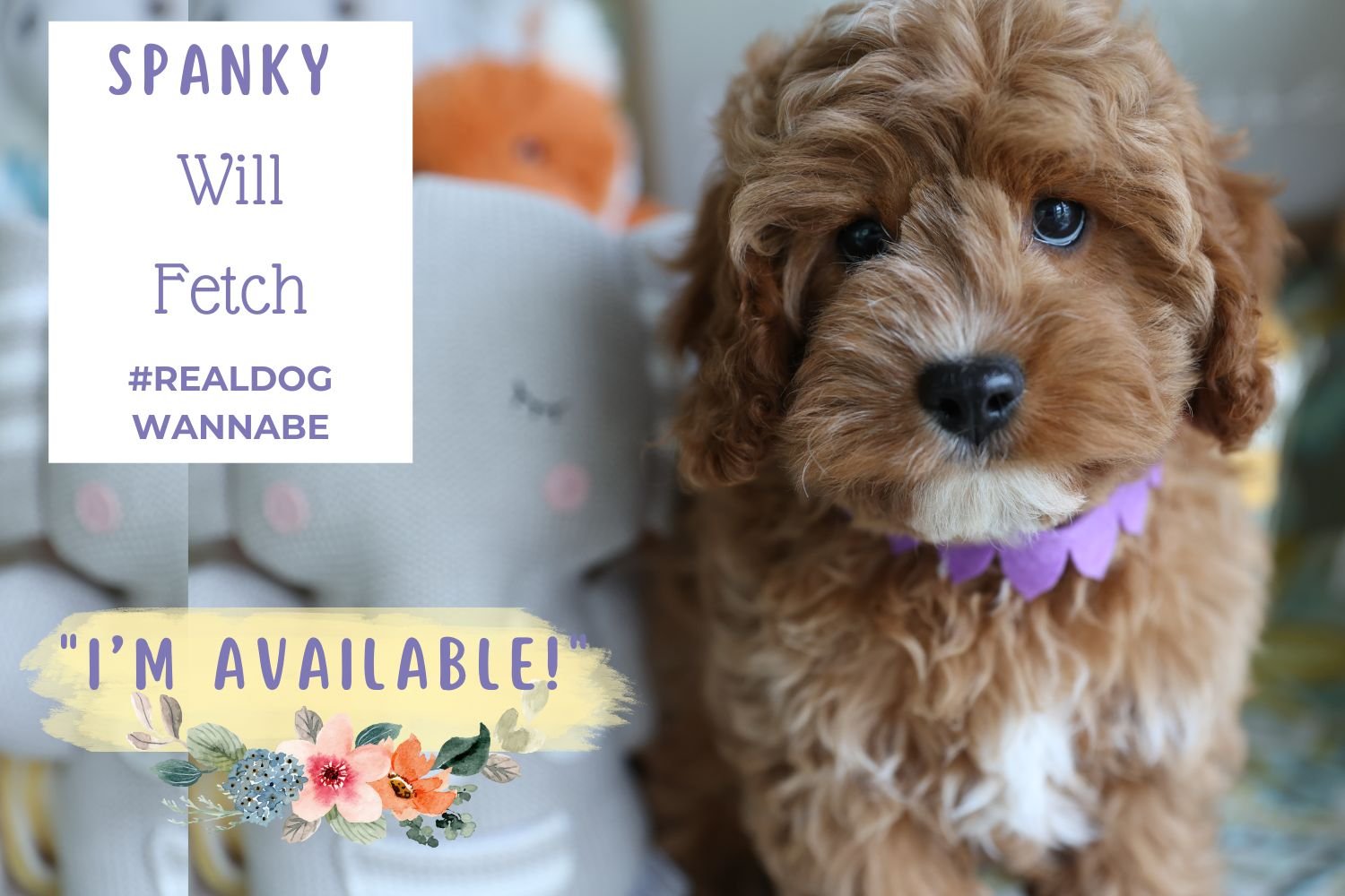 Cavapoo-Puppy-ruby-with-purple-collar.jpg