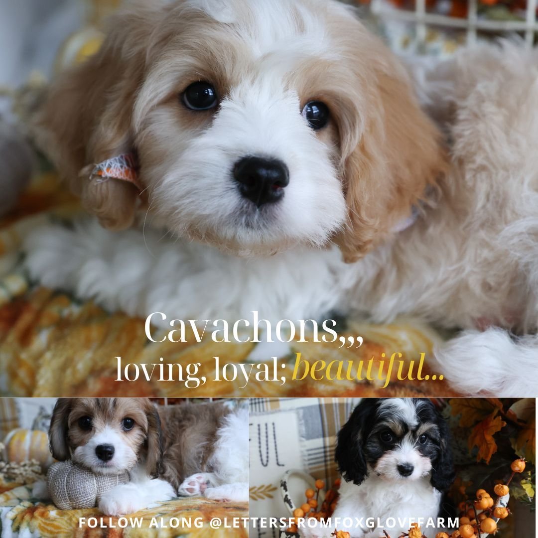 I'm passionate about placing wonderful puppies in loving homes; it's been the joy of my life to raise these amazing little Cavalier hybrids. The Cavachon and Cavapoo are two of the best-kept secrets in the dog world ❤️ 

Quiet-natured but fun and spo