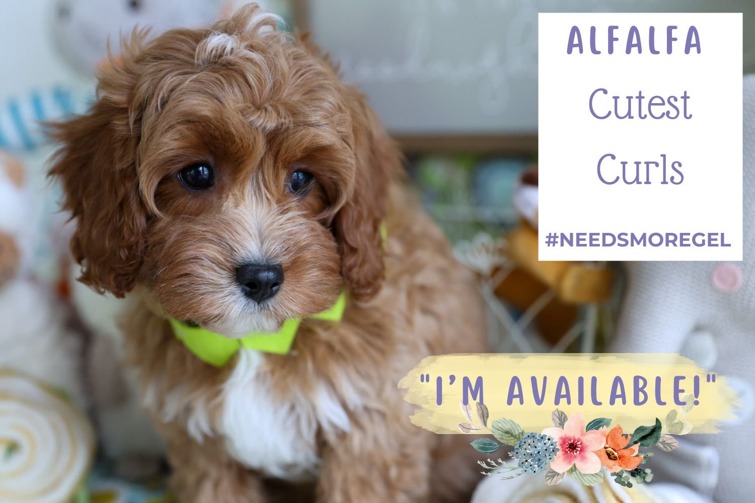 Alfafa-the-Cavapoo-puppy.jpg