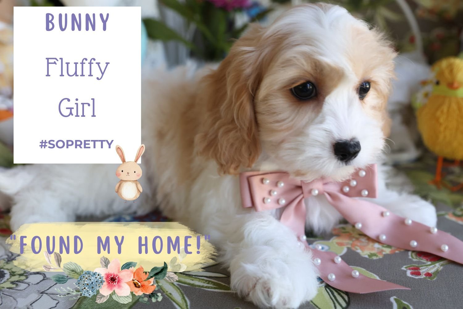 Pinable graphic with cute Cavachon puppy wearing pink ribbon collar.jpg
