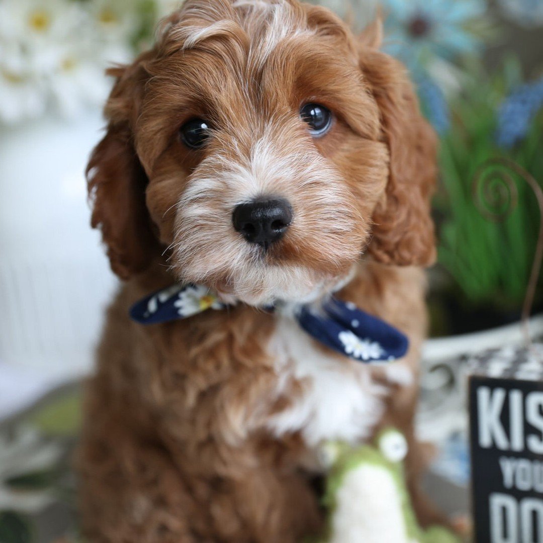 A little Cavapoo puppy goodness from Foxglove Farm. Clancy says to tell everyone he's working on his puppy basics, and as long as puppy treats are involved, he gets an A+ on every quiz! Such a total character! He'll make the perfect addition to the f