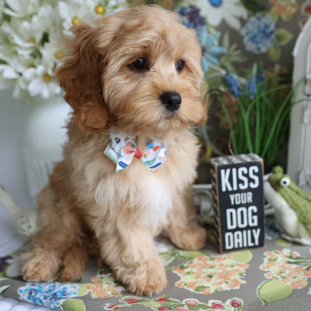 I do tend to rhapsodize about our cavapoo puppies, I am completely smitten and head over heels in love. It's been that way for almost two decades, they bring joy every single day. 

Here is our current litter and a little from Foxglove Farm June Bug'