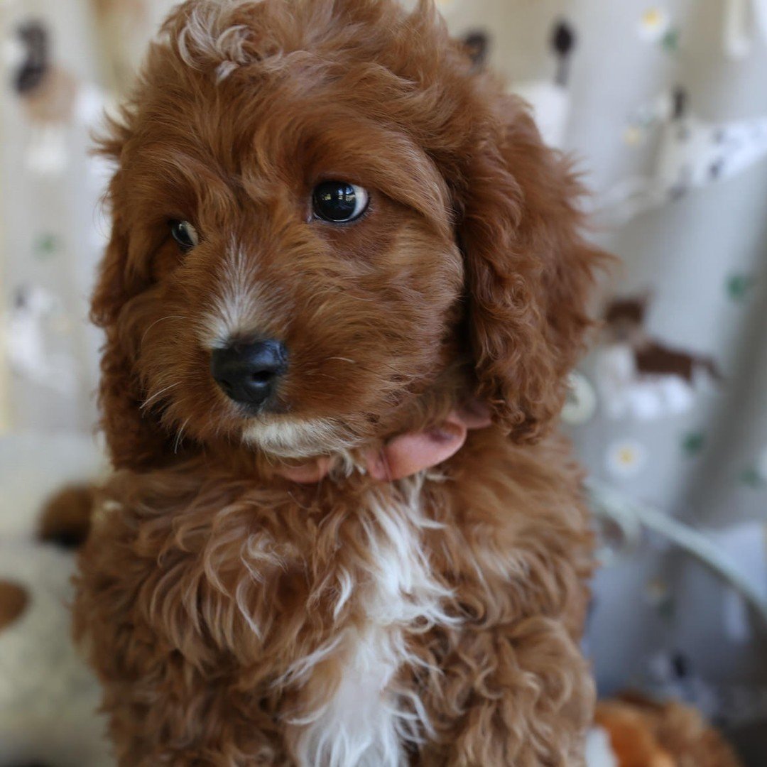 Oops! Ruby Mae is feeling left out; I forgot to add her darling pics with the rest of her litter! I promised her she'd have her very own Instagram post instead 😊 

Foxglove Farm Ruby Mae 
Isn&rsquo;t this the prettiest Cavapoo baby with her gorgeous