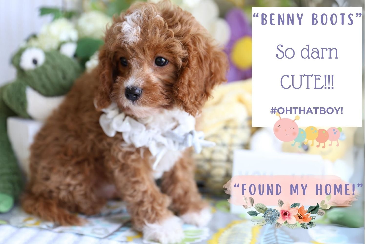 Ruby Cavapoo puppy with white boots and a blaze.jpg