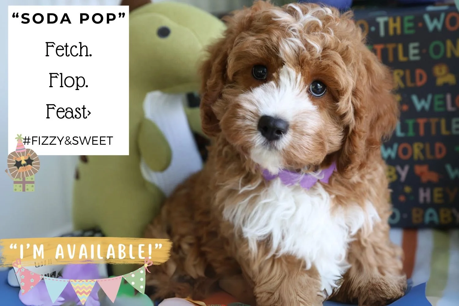 Cavapoo & Cavachon Puppies for Sale | Foxglove Farm