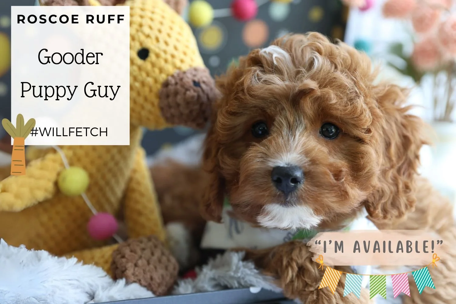 Cavapoo & Cavachon Puppies for Sale | Foxglove Farm