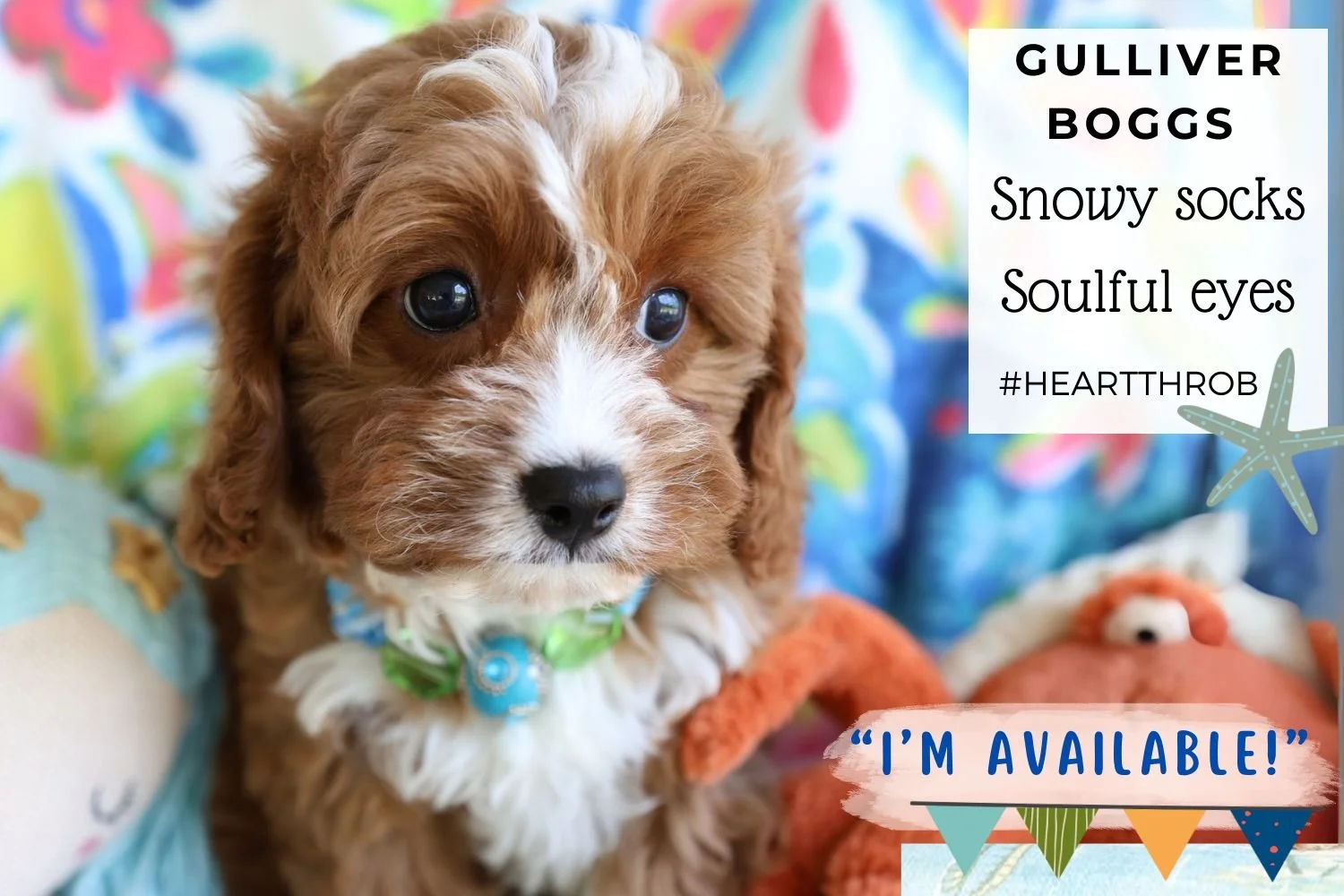 cue-cavapoo-puppy-with-white-markings.jpg