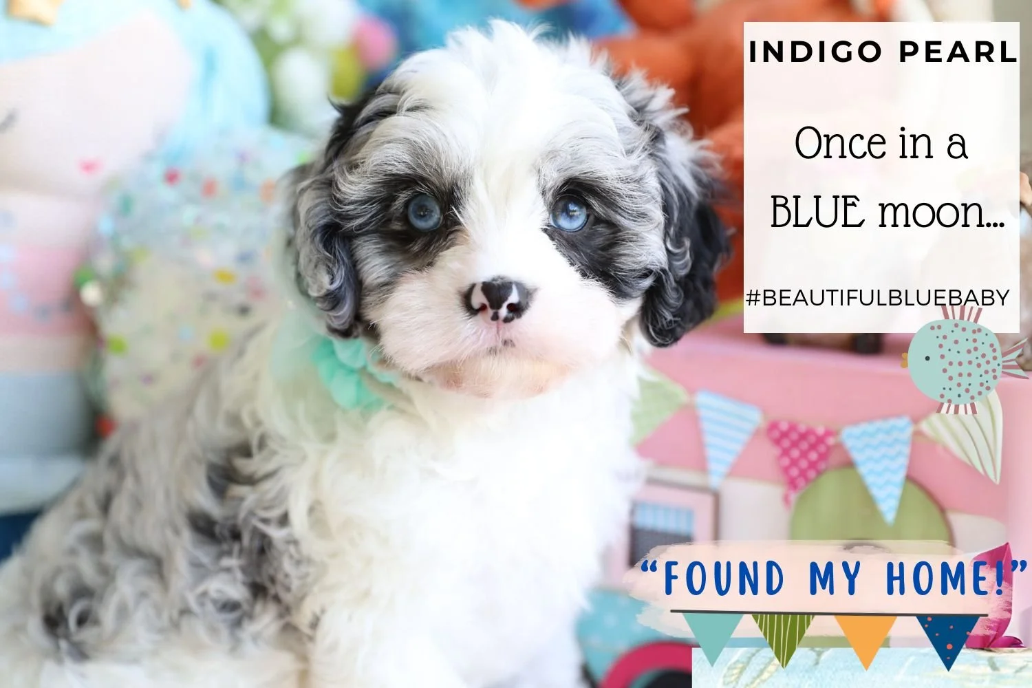 rare-color-blue-merle-cavapoo-from-foxglove-farm.jpg