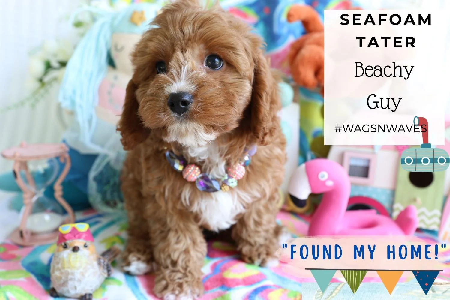 cavapoo-puppy-with-toys.jpg
