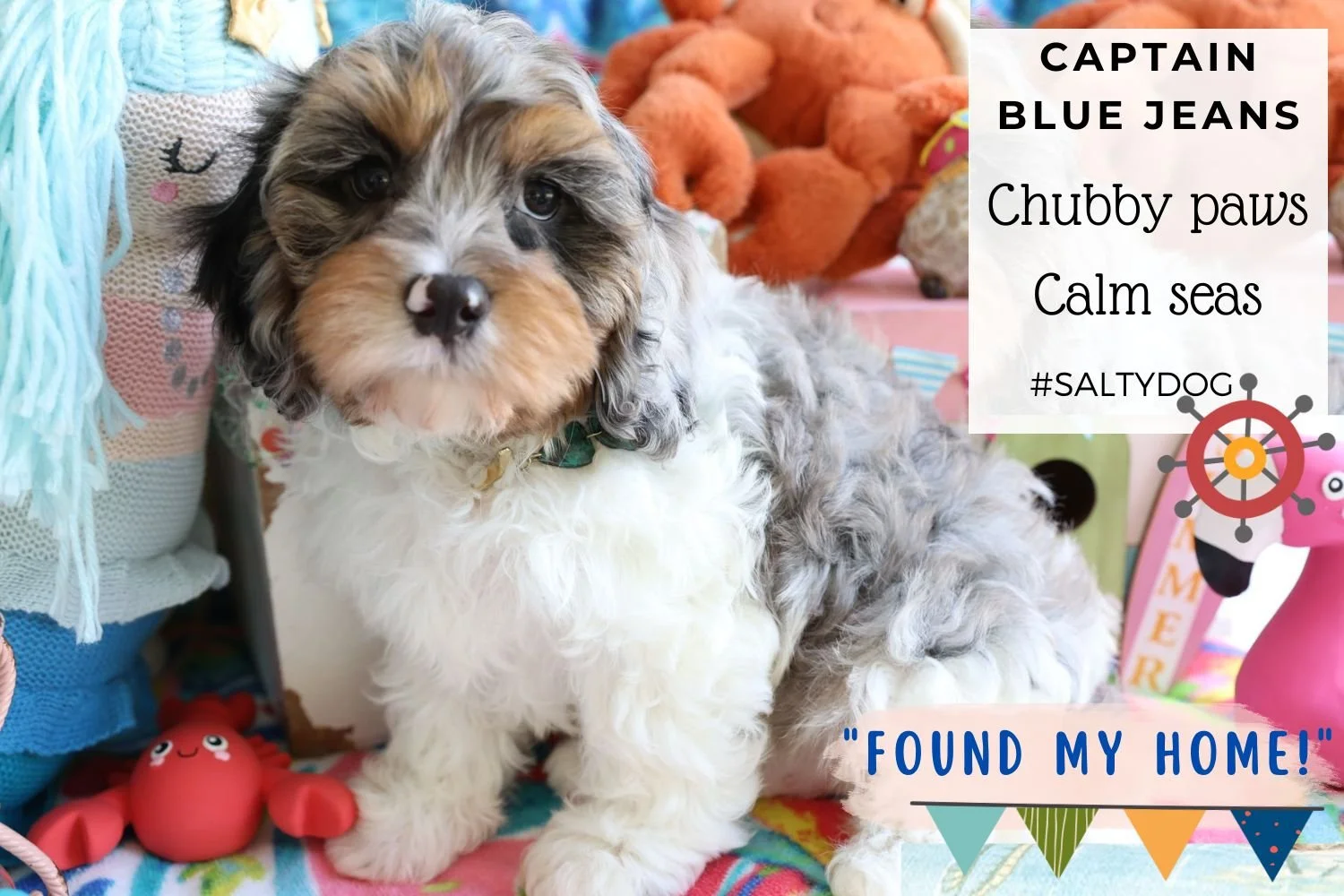 Blue-merle-Cavapoo-Foxglove-Farm.jpg