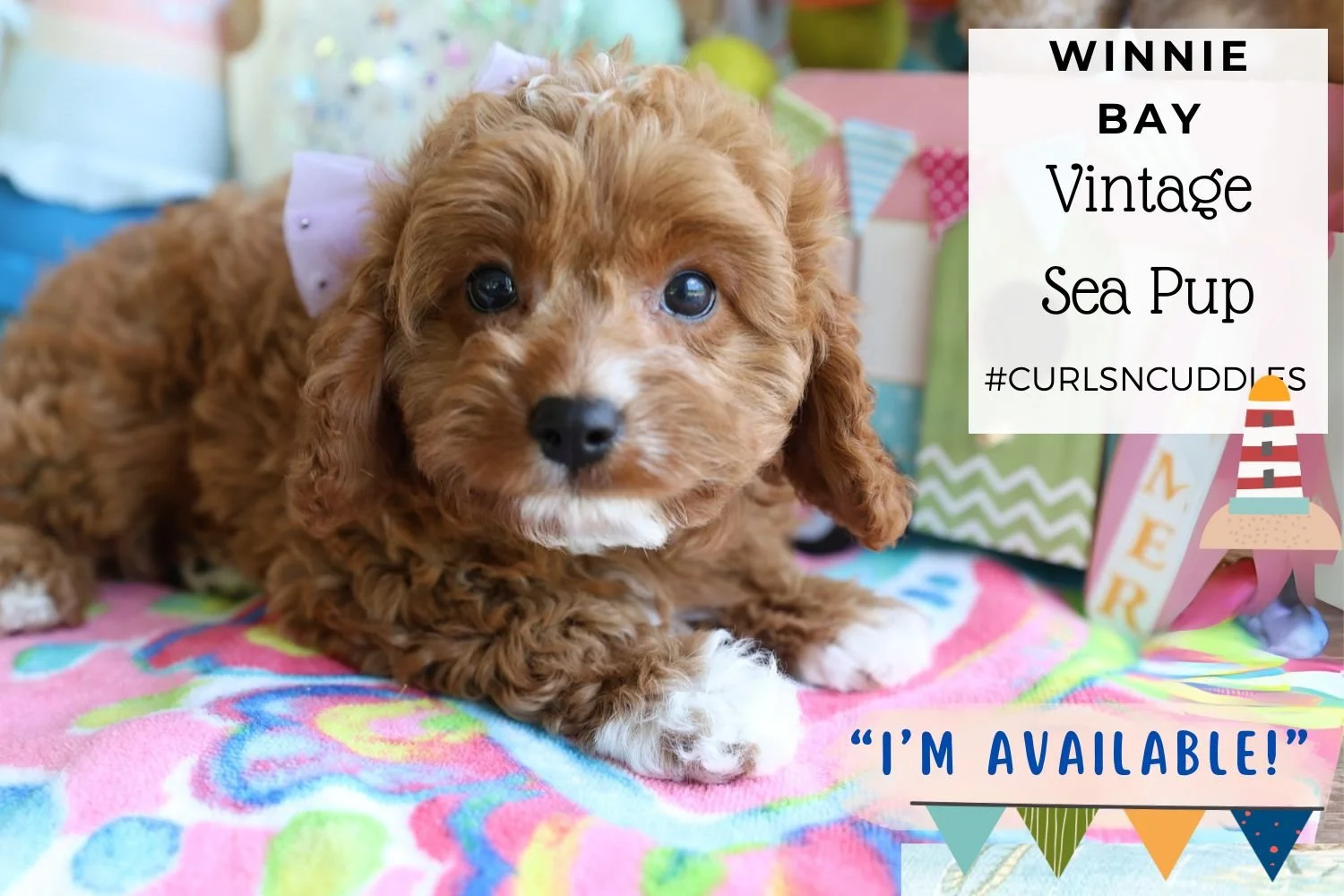 tiny-Cavapoo-puppy-laying-on-pink-beachtowel.jpg