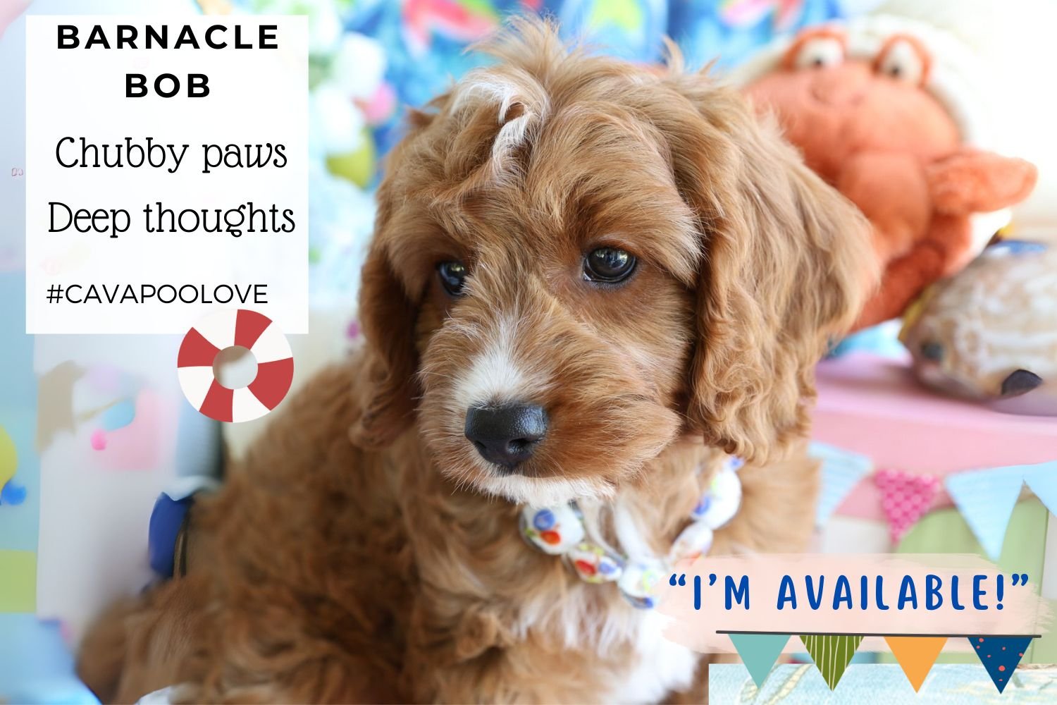 cavapoo-puppy-with-crab-toy.jpg