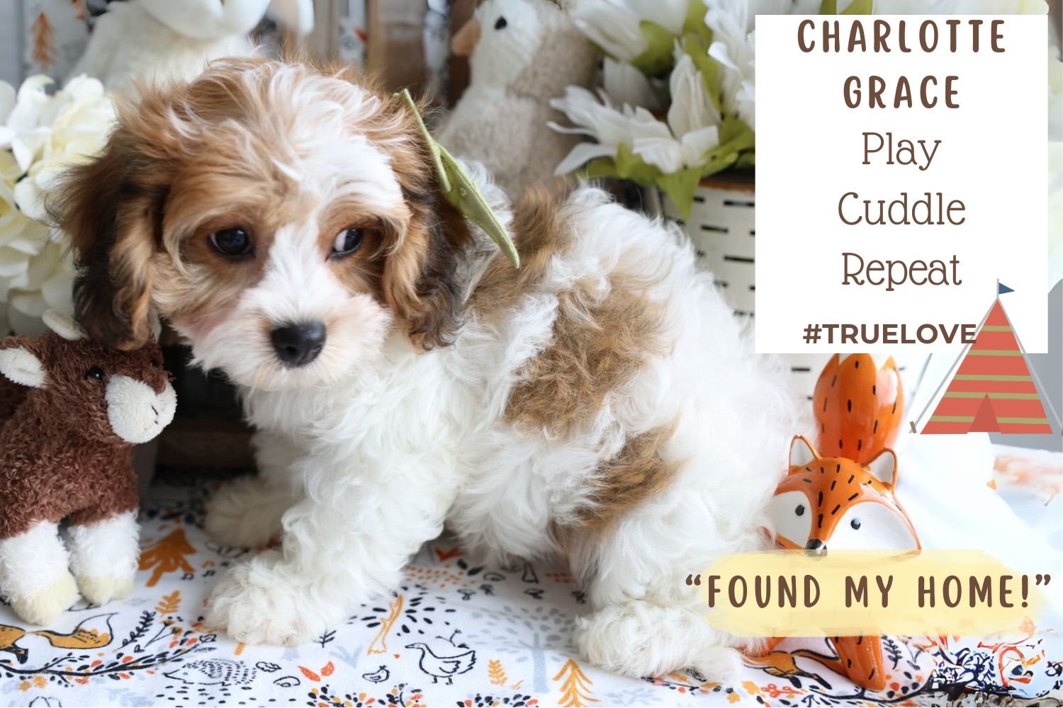 Beautiful-tiny-Cavachon-puppy- hypoallergenic-and-affectionate.jpg