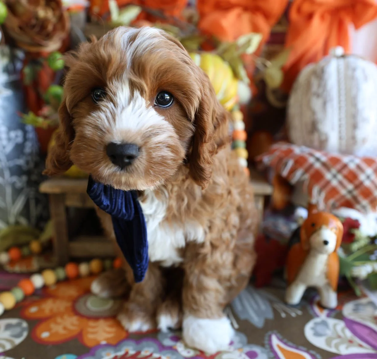 Available Cavapoo & Cavachon Puppies | Foxglove Farm