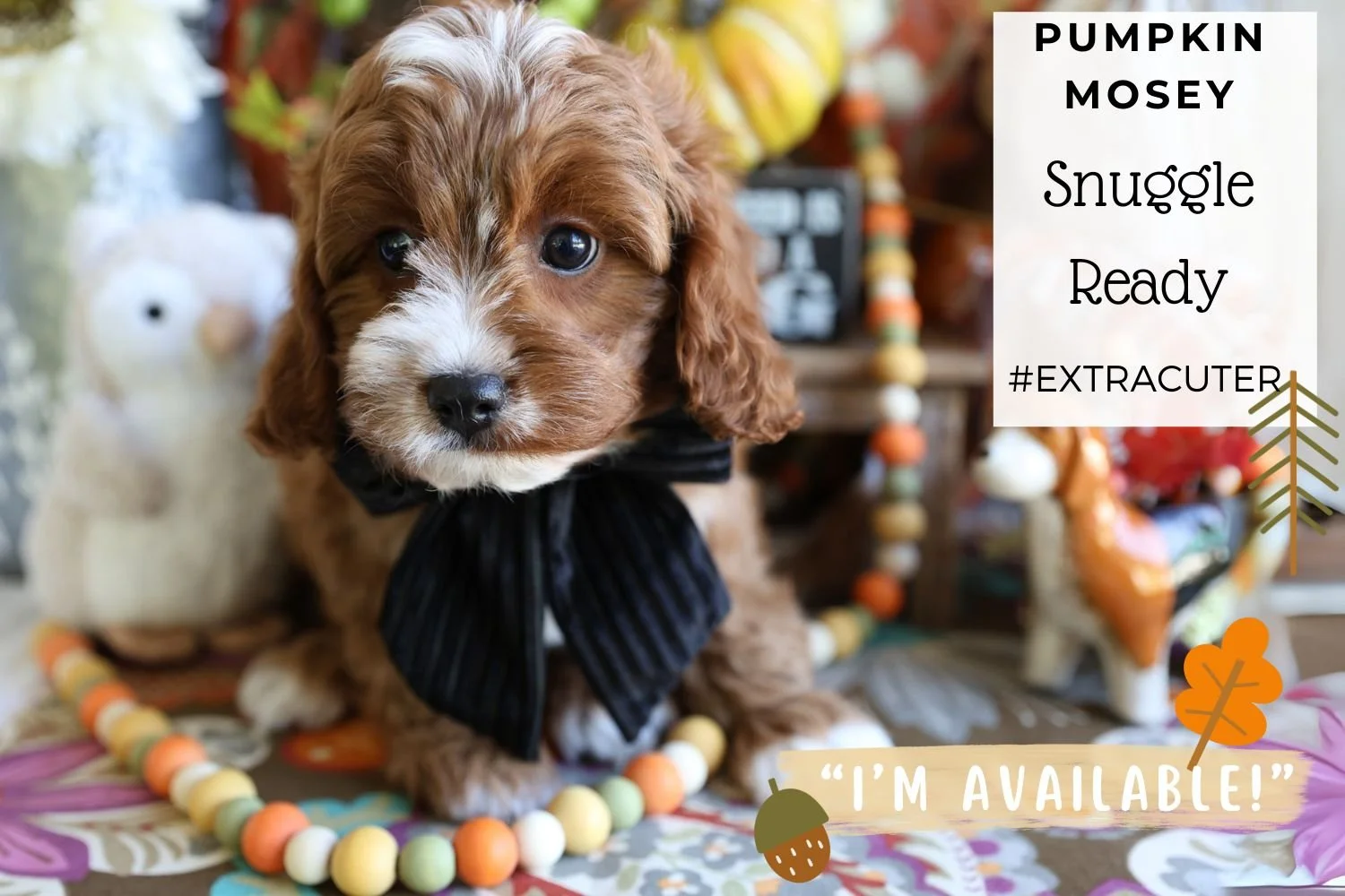 Ruby-and-white-Cavapoo-puppy-with-cute-white-nose.jpg
