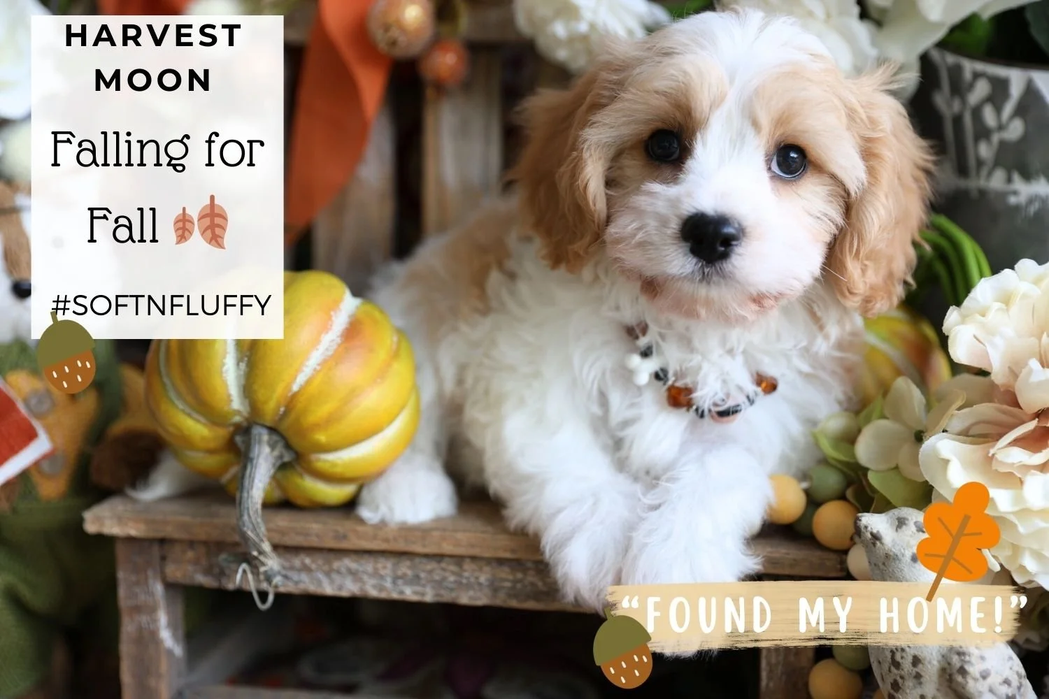 Beautiful-gold-and-white-Cavachon-puppy-hypoallergenic-breed-of-dog.jpg