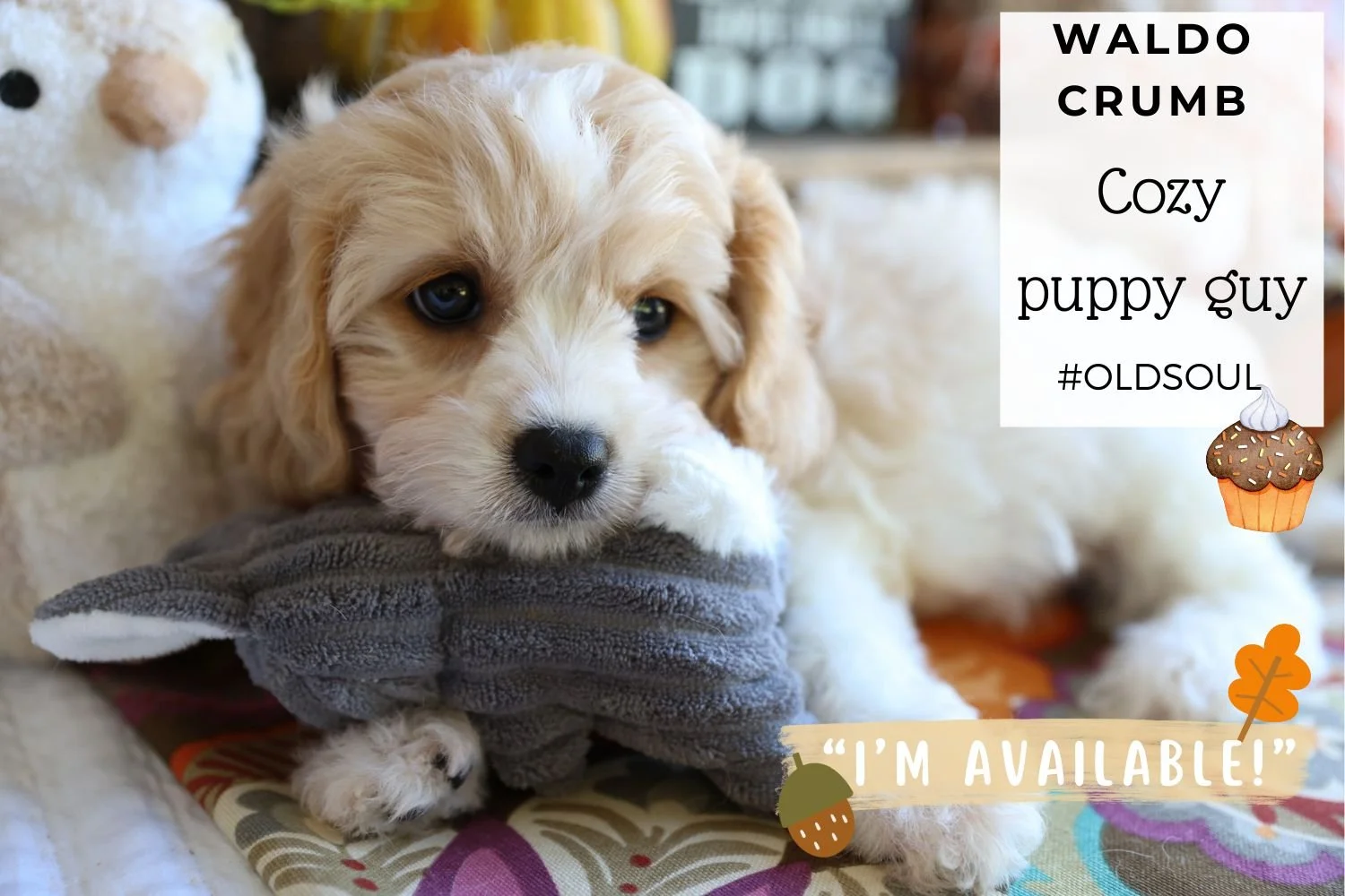 Sleepy-Cavachon-puppy-snuggling-with-toy-lying-on-soft-blanket.jpg