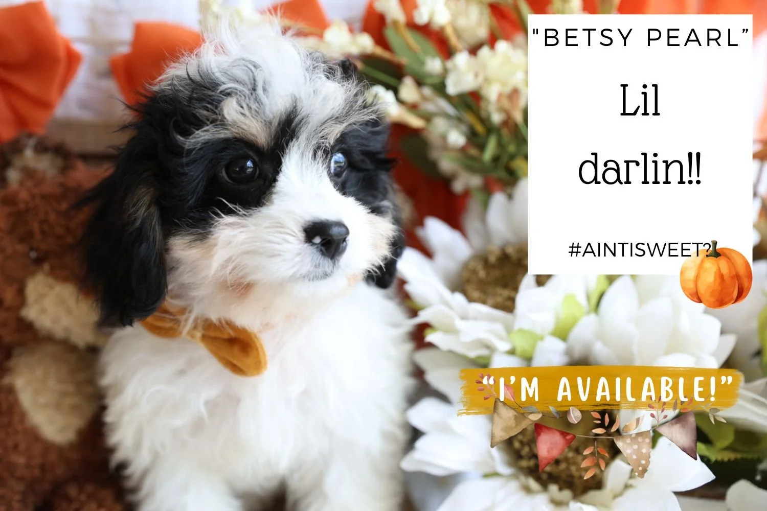 Betsy-Pearl-the-Cavachon.jpg
