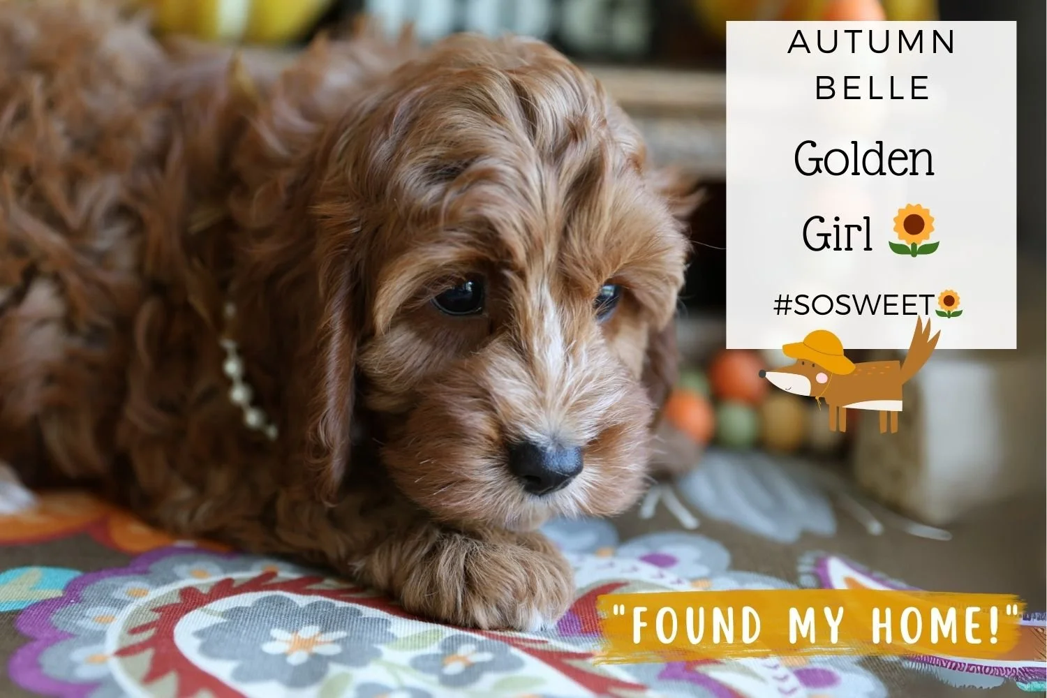 Ruby-Cavapoo-puppy-with-velvet-collar.jpg