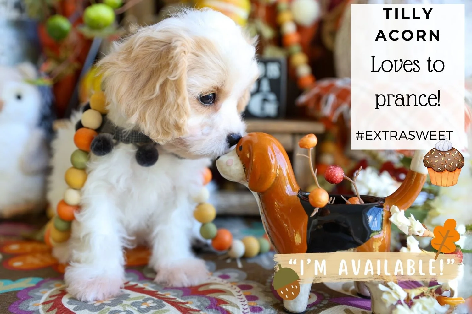 Tiny-Cavachon-puppy-with-toy-dog.jpg