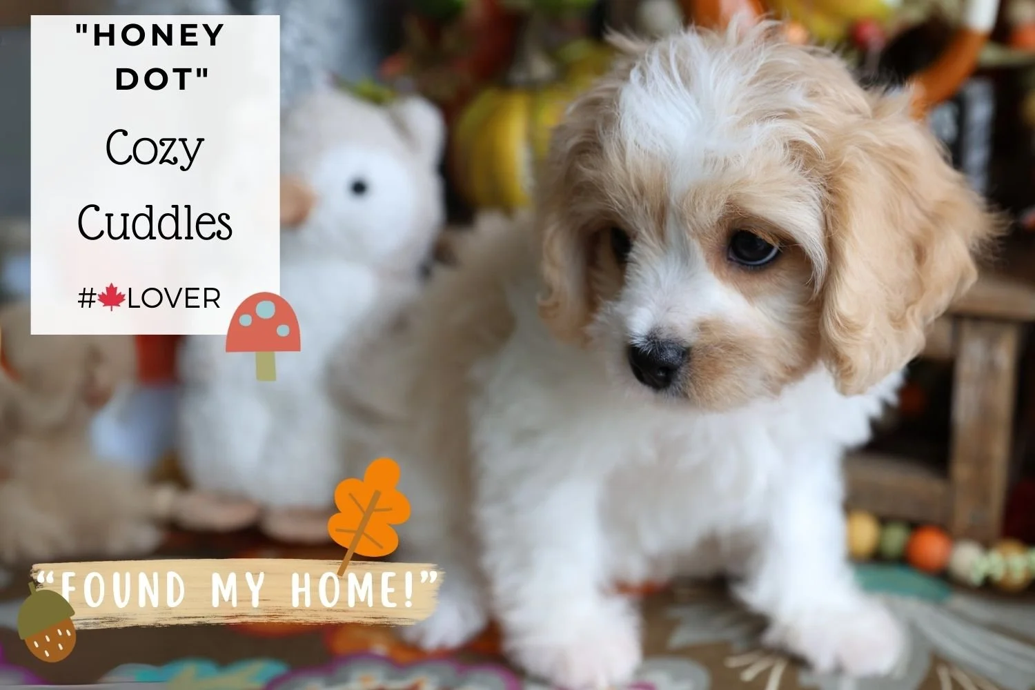 Beautiful-Cavachon-puppy-from-Foxglove-Farm.jpg
