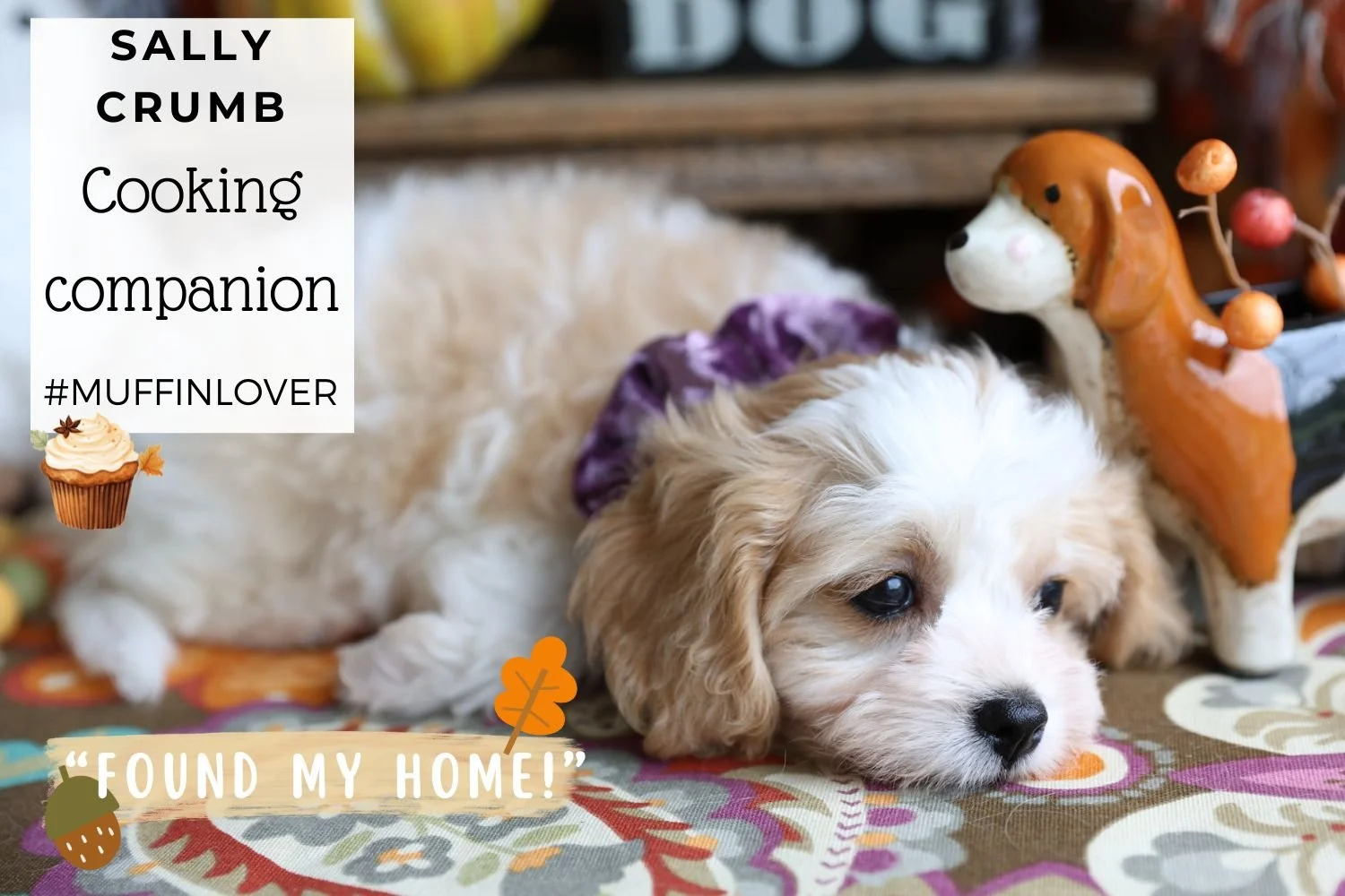 Sweet-Cavachon-puppy-snuggly-and-calm.jpg