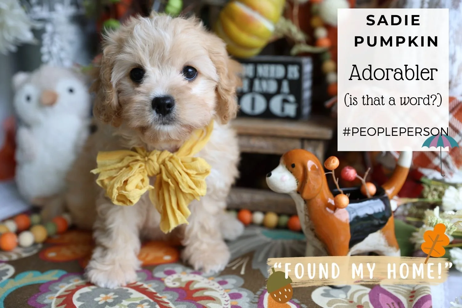Rare-apricot-Cavachon-puppy-with-cute-golden-bow.jpg