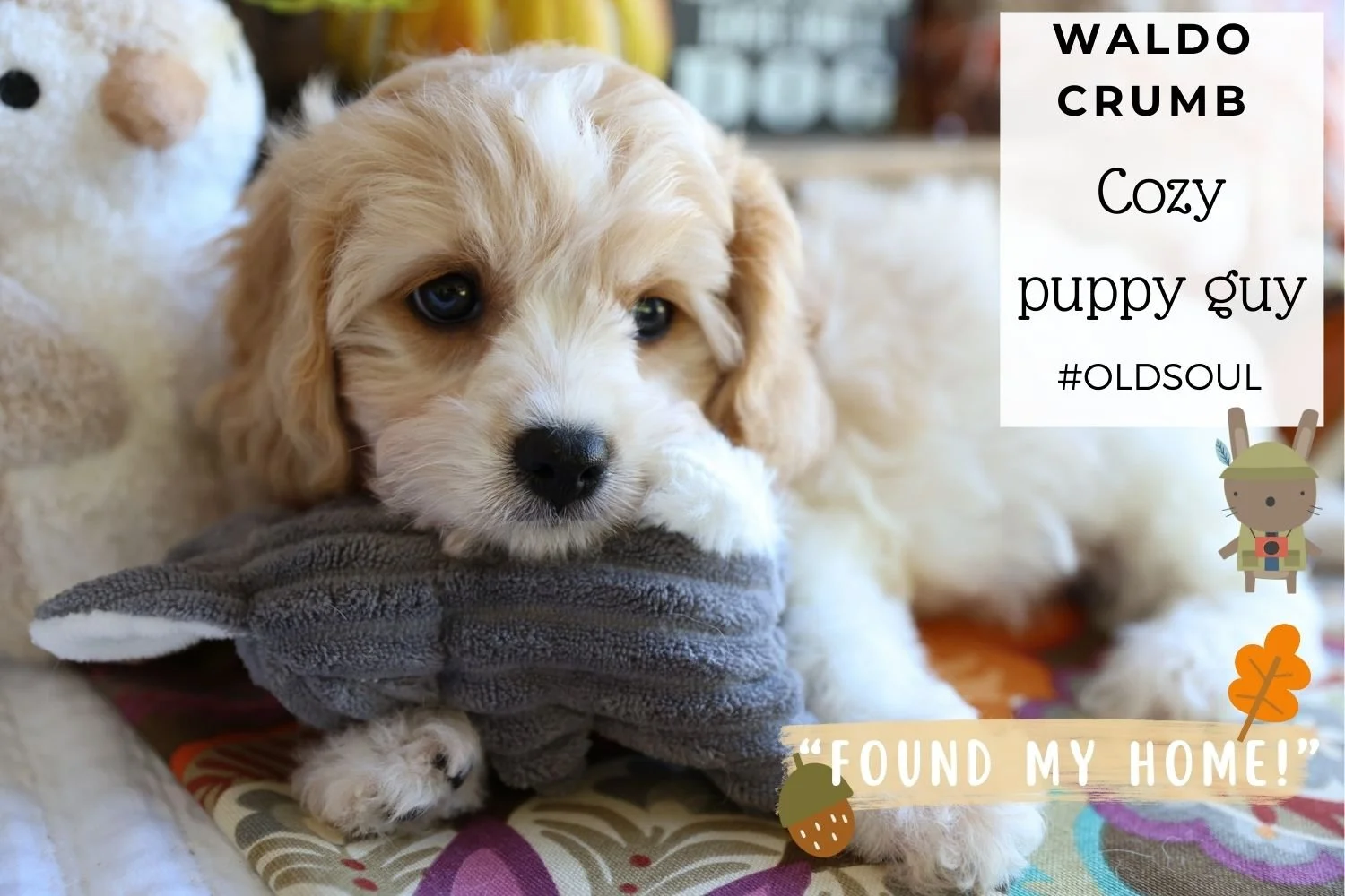 Easy-to-train-gentle-Cavachon-puppy-with-toy-bunny.jpg