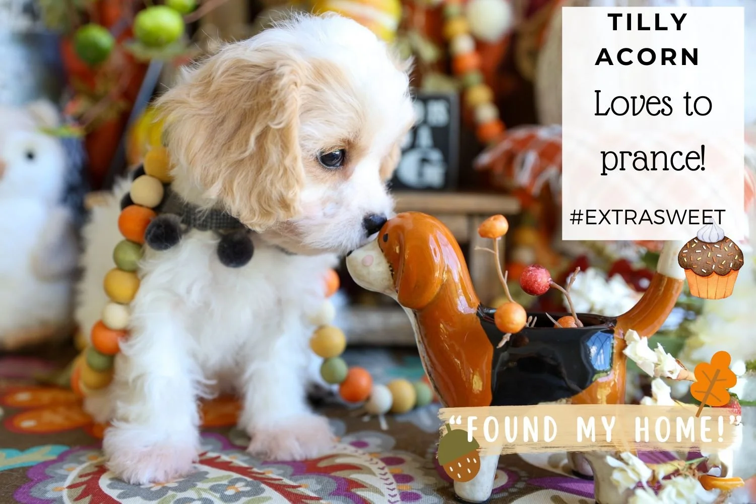 Little-Cavachon-puppy-playful-hypoallergenic-dog-breed.jpg