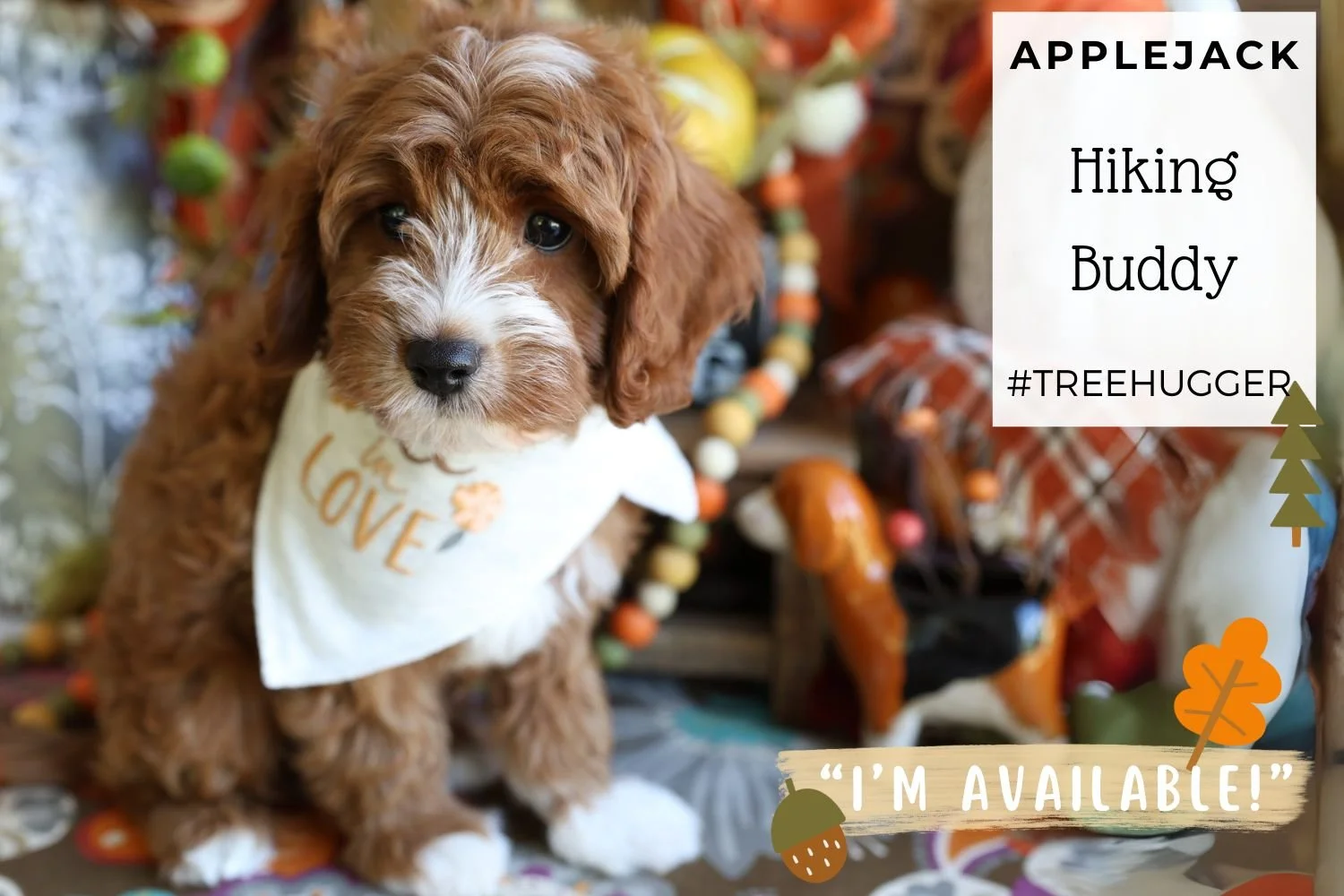 Cavapoo-puppy--wearing-bandana-and-sitting-by-dog-toys.jpg