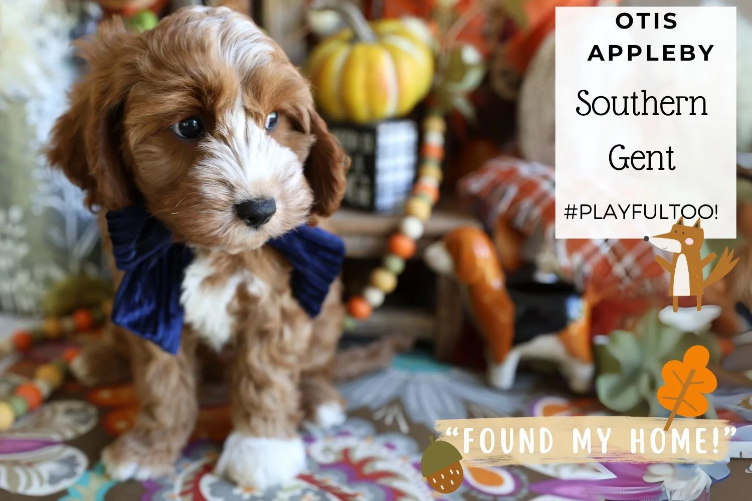 Gorgeous-Cavapoo-puppy-hypoallergenic-breed-from-Foxglove-Farm.jpg