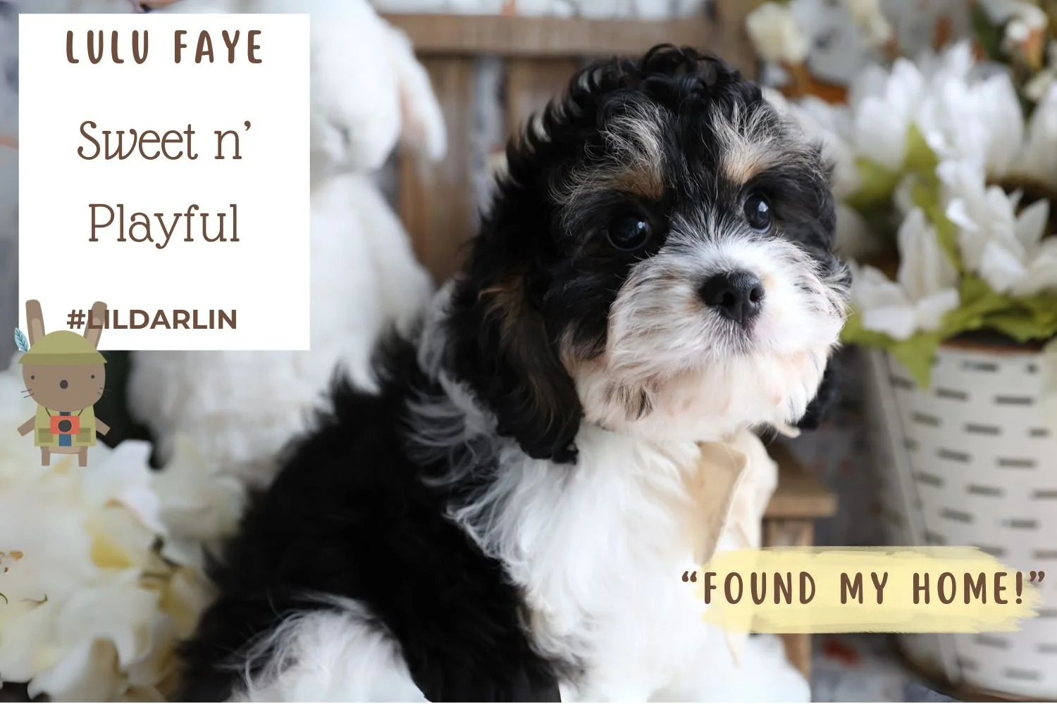 hypoallergenic-Cavachon-puppy-kid-friendly-and-fluffy.jpg