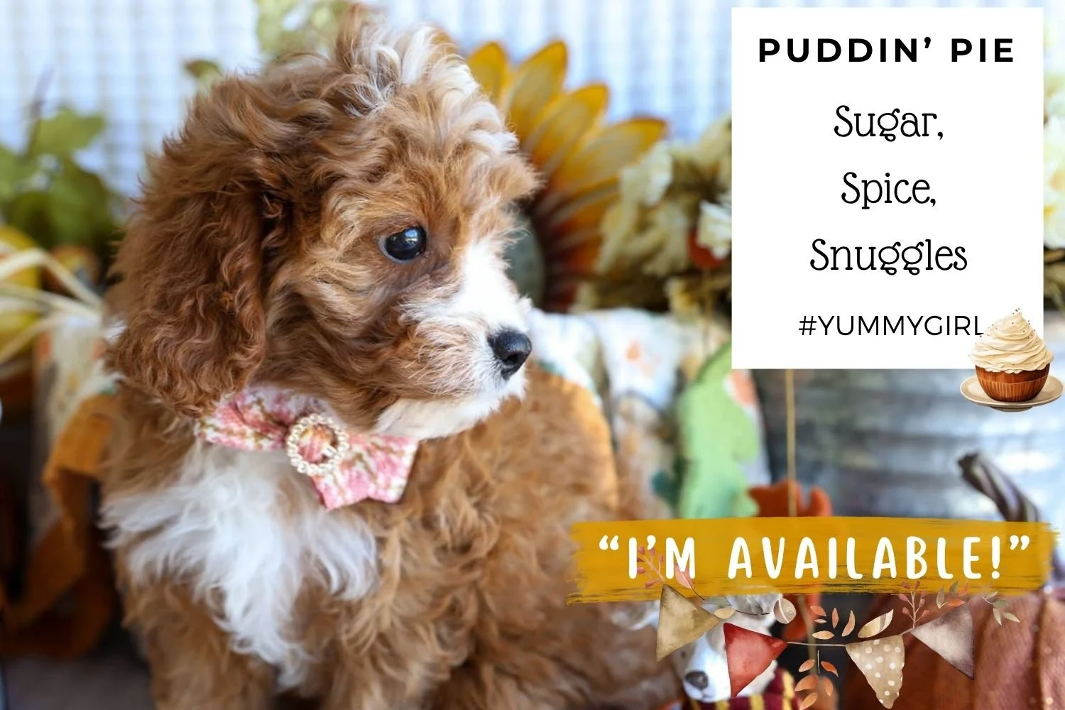cavapoo-puppy-curly-red-white..jpg