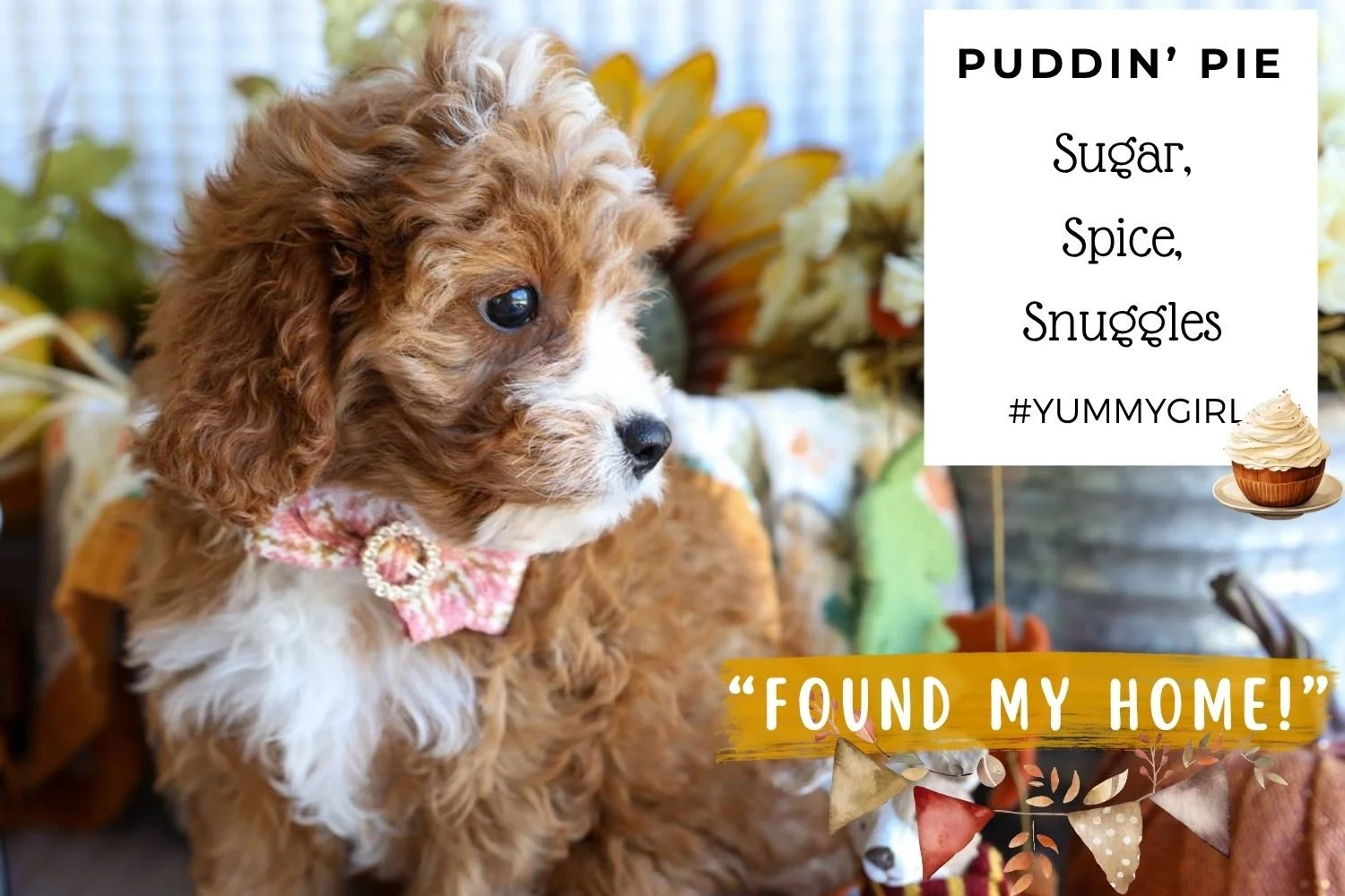 Fluffy-Cavapoo-non-shedding-puppy.jpg