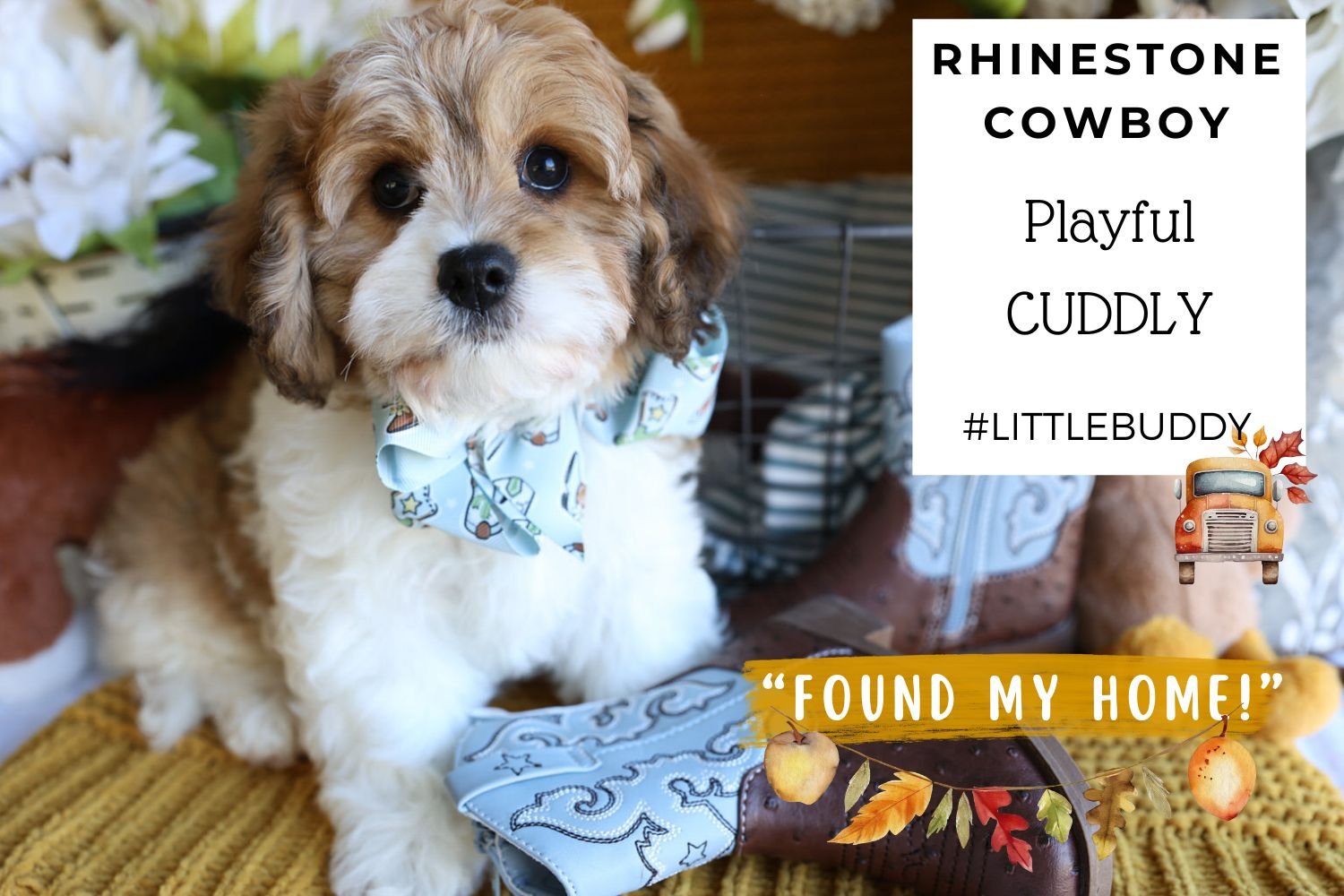 Cuddly-Cavachon-puppy.jpg