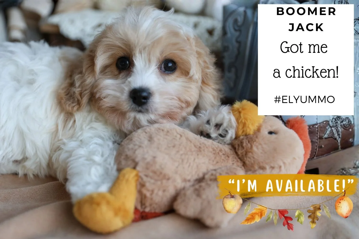 Adorable-Cavachon-puppy-laying-on-a-cozy-bed-with-a-chicken-toy.jpg