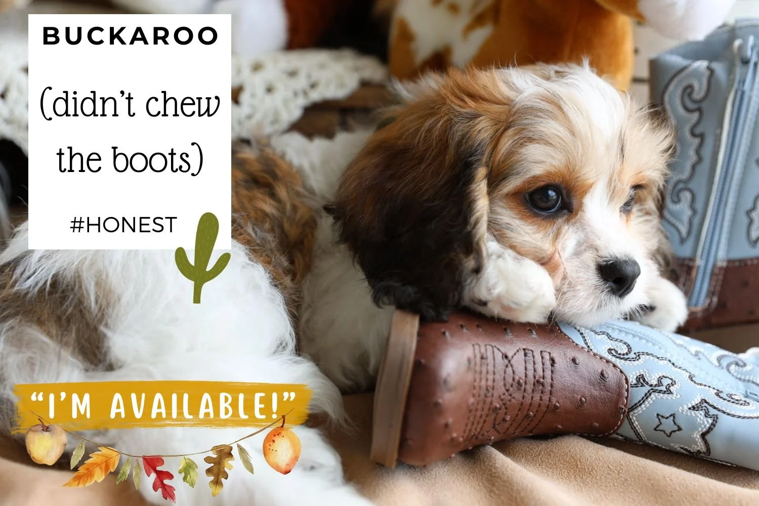 Sable-and-white-Cavachon-puppy-with-toy-boots.jpg