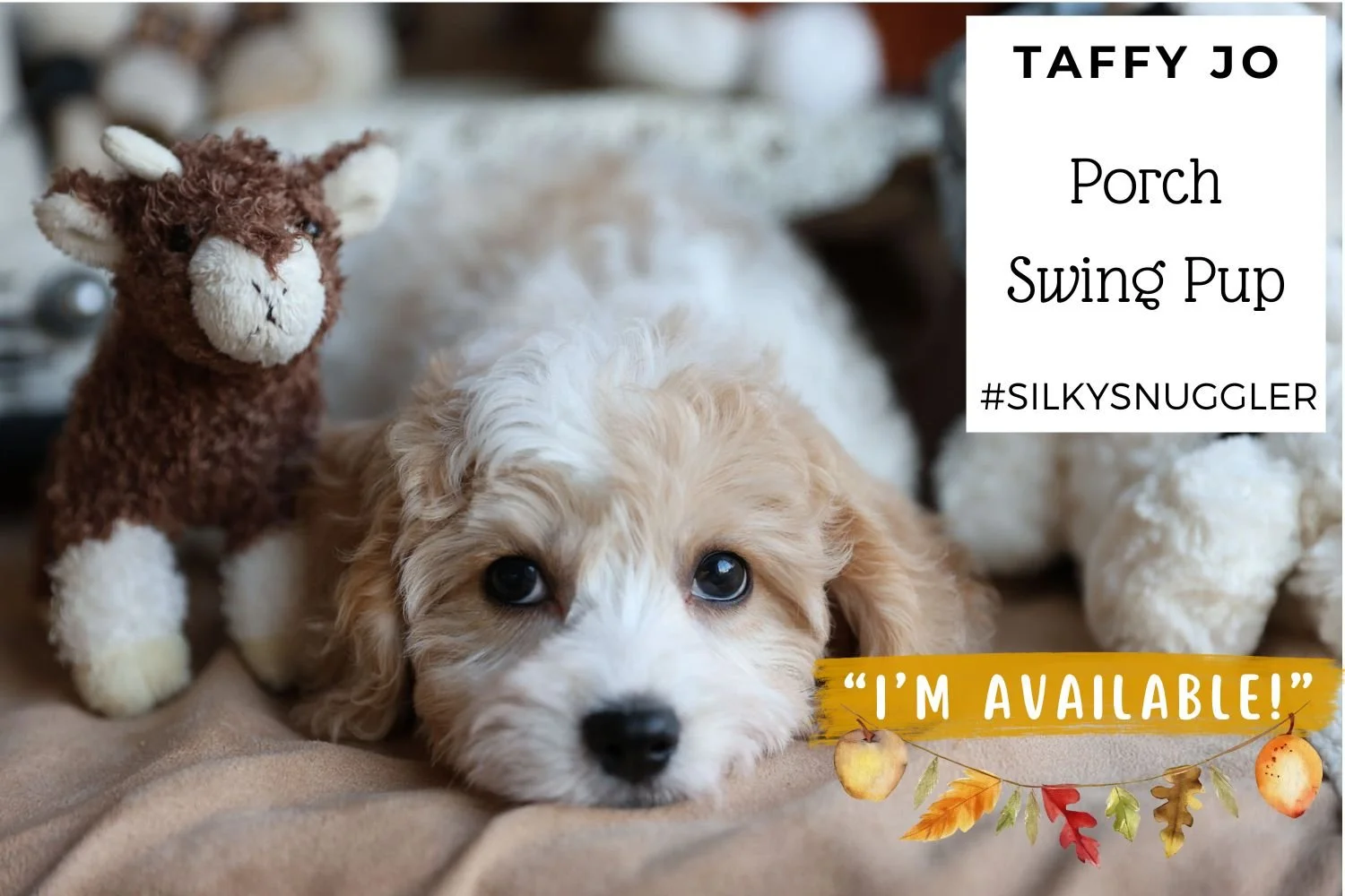 Beautiful-blonde-and-white-Cavachon-puppy-snuggled-on-bed.jpg