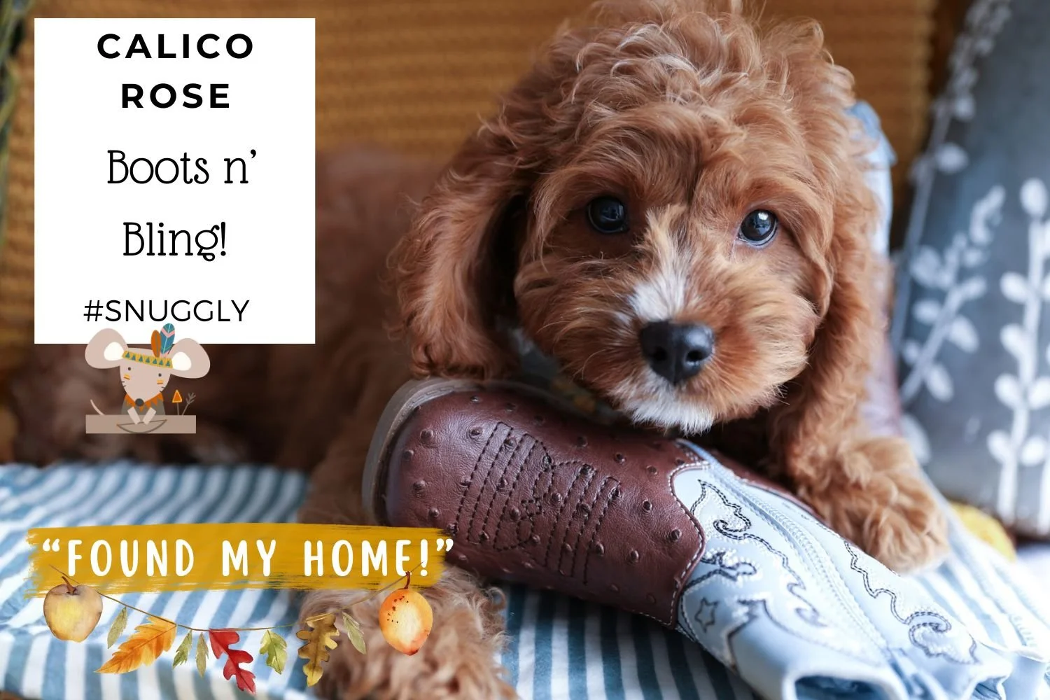 Family-friendly-Cavapoo-puppy.jpg